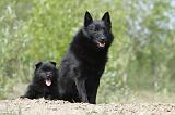 SCHIPPERKE 516